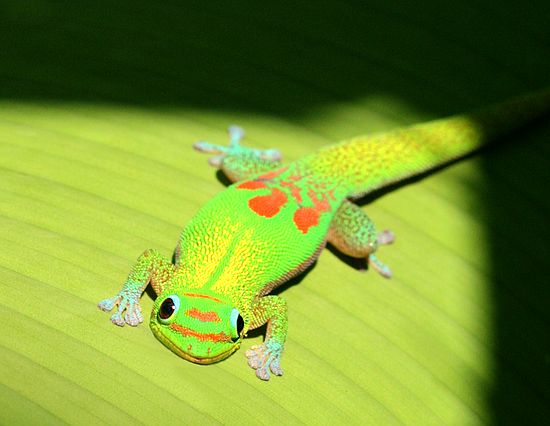 Anole - Hawaii